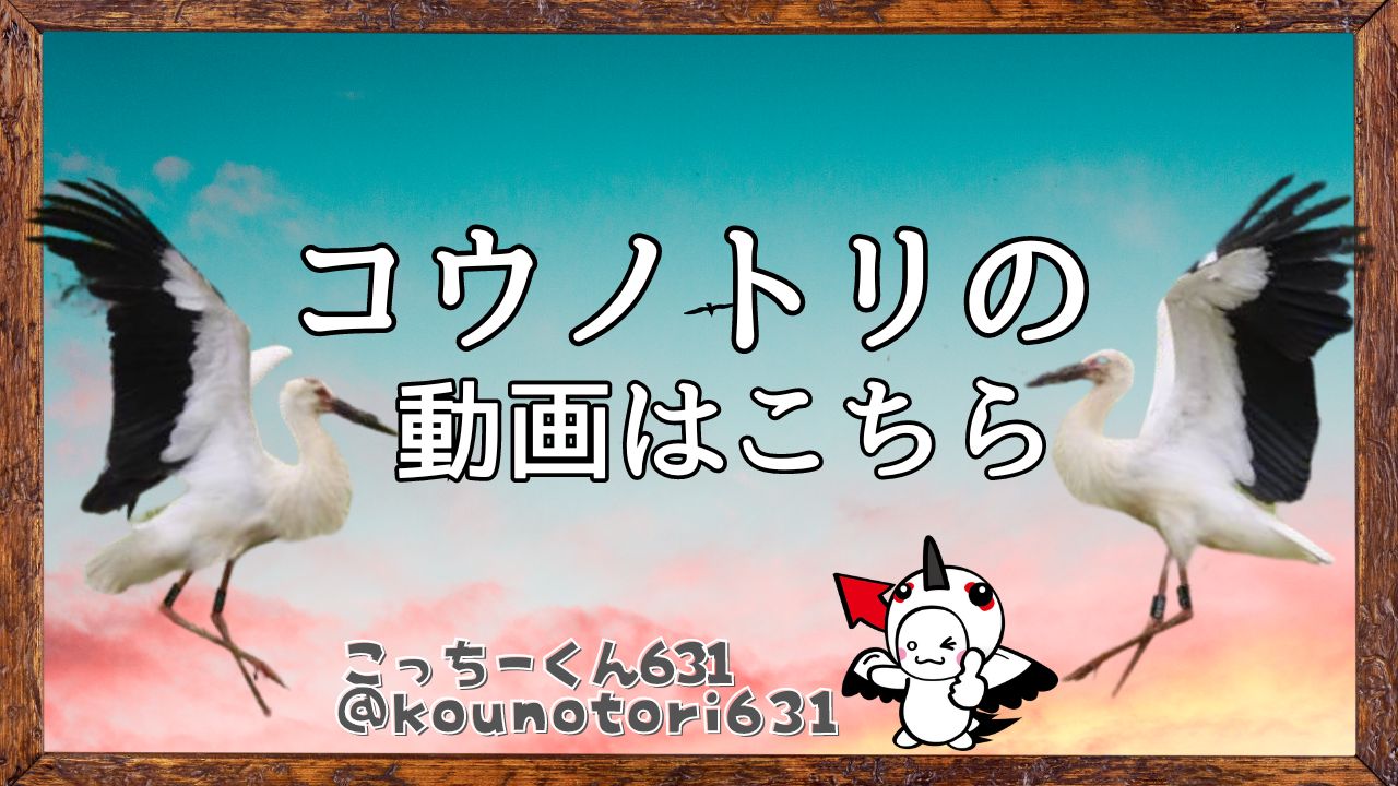 コウノトリ
