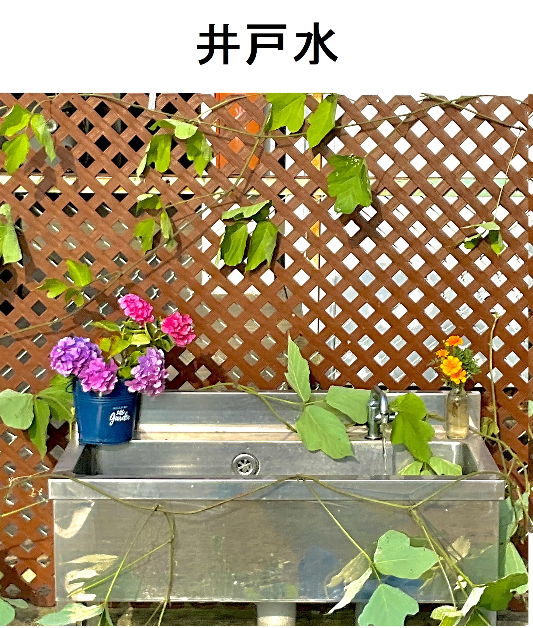 井戸水写真